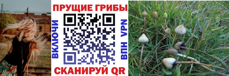 Галлюциногенные грибы Psilocybe Электросталь